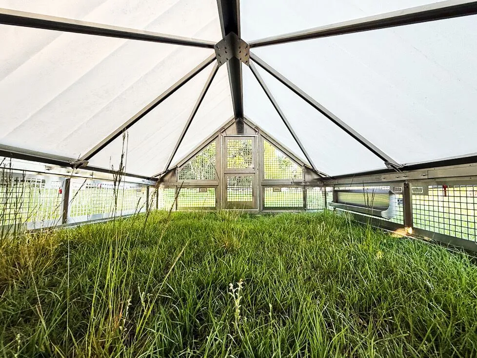 Featherman Lifetime Warranty Freedom Series Chicken Ship - Image 3