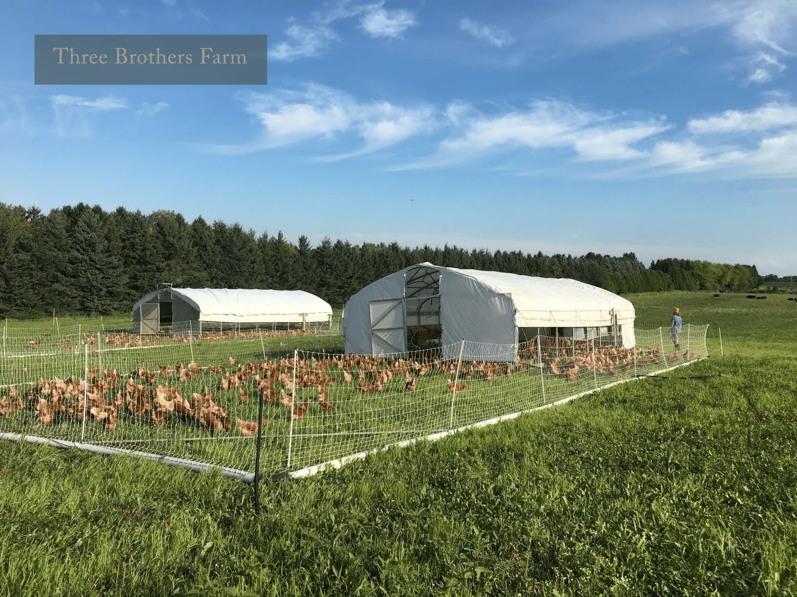 Hen Pen
