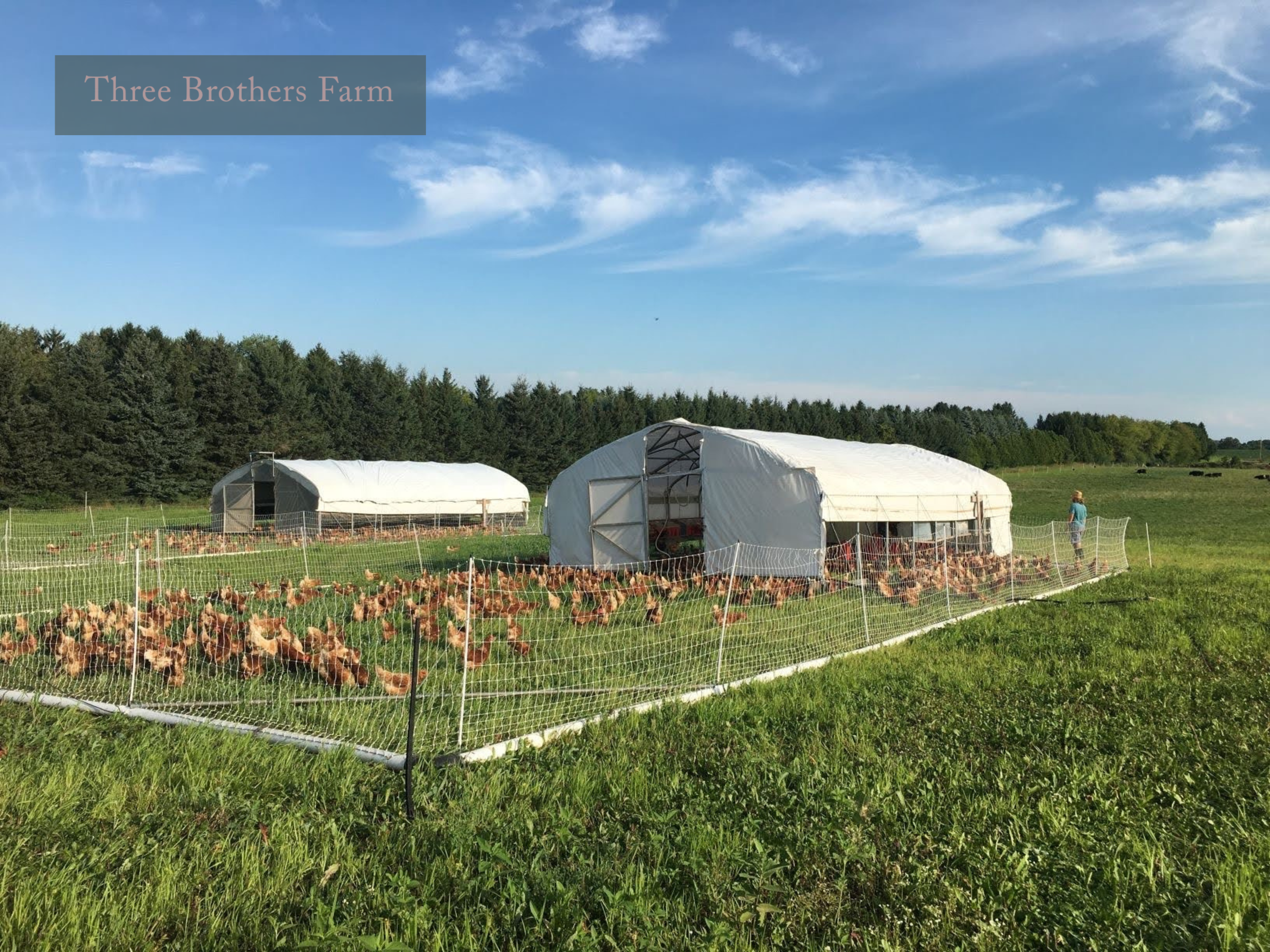 Movable chicken coop