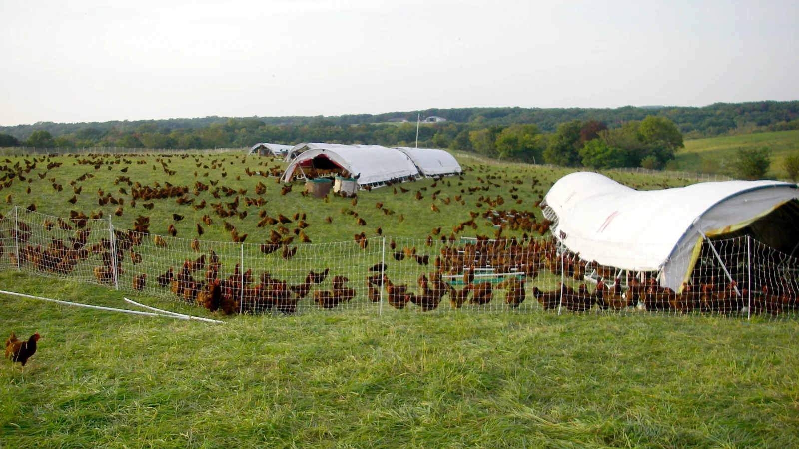 Wide shot hundreds of chickens four prairie schooner mobile coops
