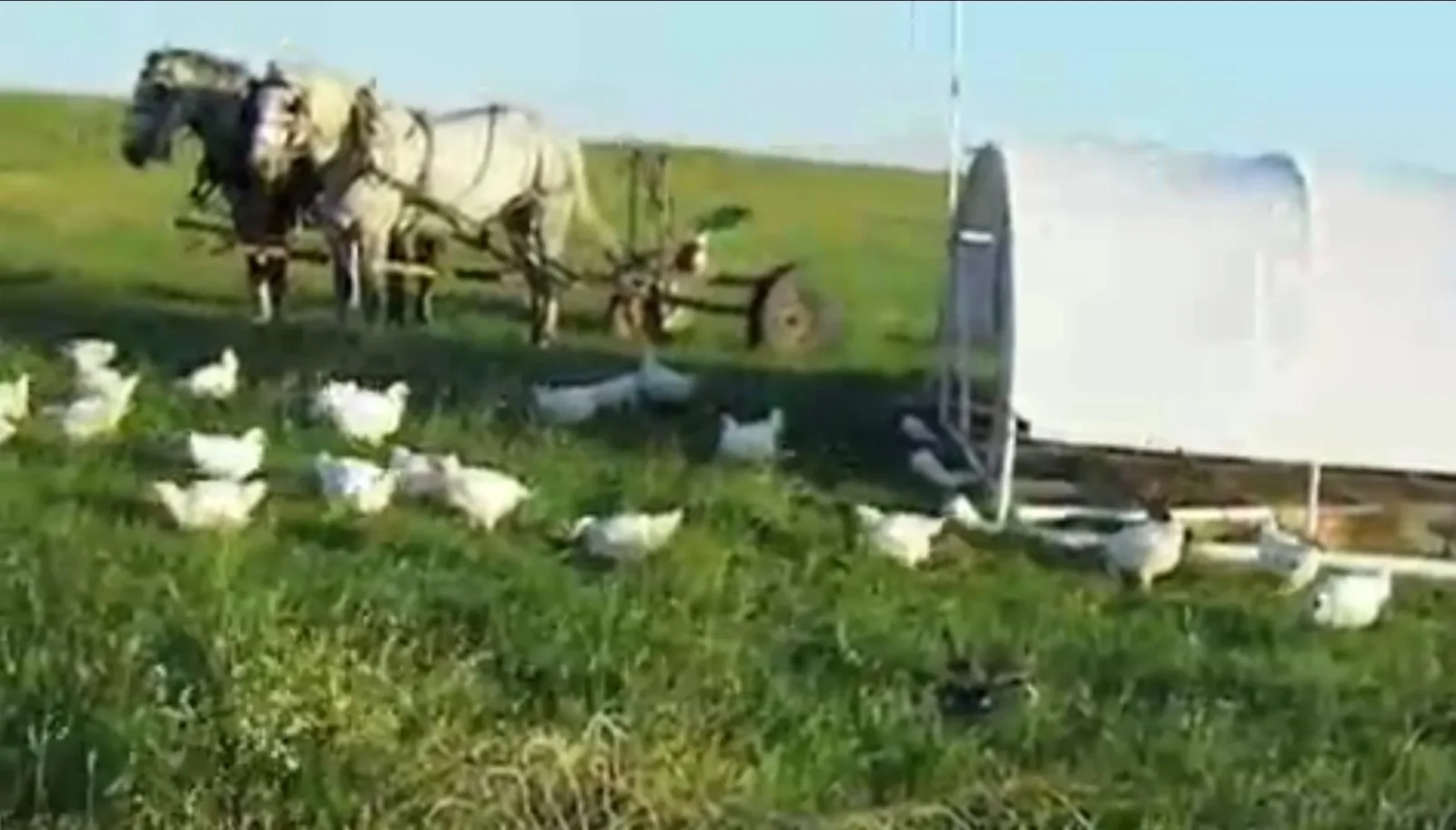 horses mobile chicken coop