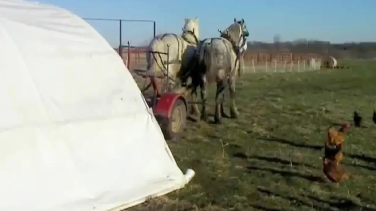 two horses pulling prairie schooner mobile chicken coop